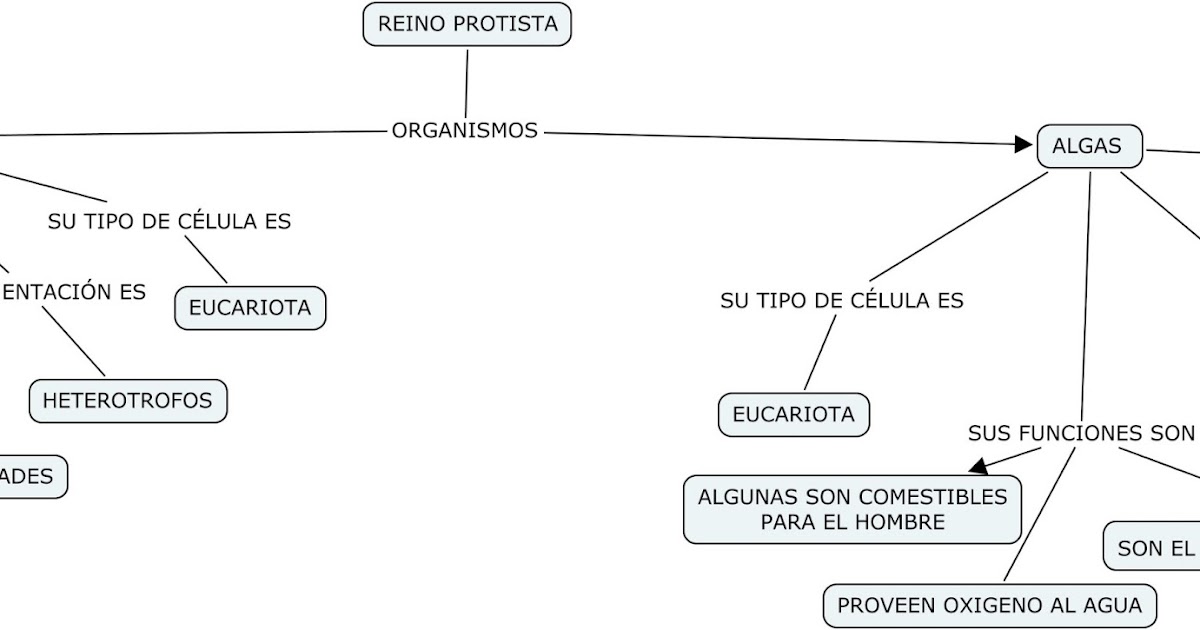 METODOLOGIA reino protista